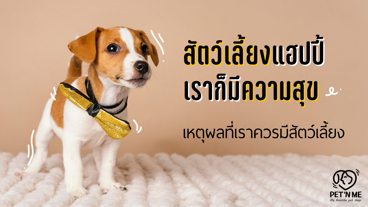 สัตว์เลี้ยงแฮปปี้ เราก็มีความสุข: เหตุผลที่เราต้องมีสัตว์เลี้ยง | The 1 ...